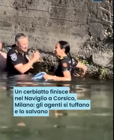 Corsico cerbiatto1